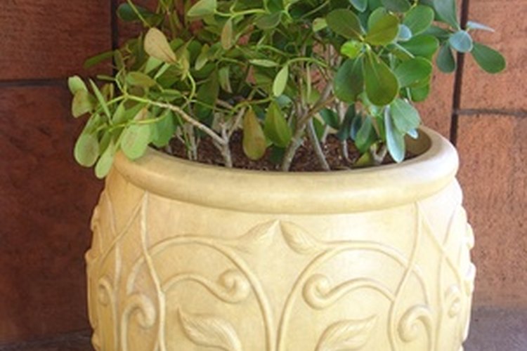 Las larvas de los mosquitos del hongo viven en tus plantas de interior.