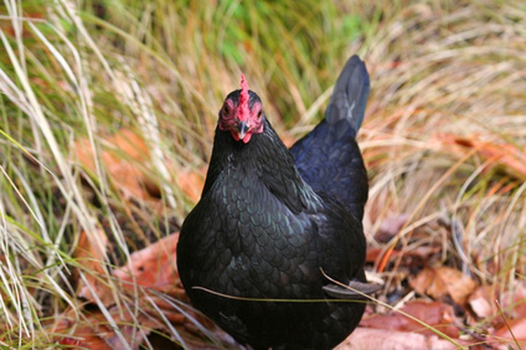 Las Black Australorps.