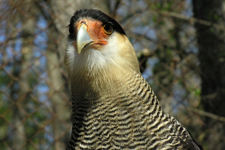 No es de extrañar que el caracara con cresta sea llamado águila.