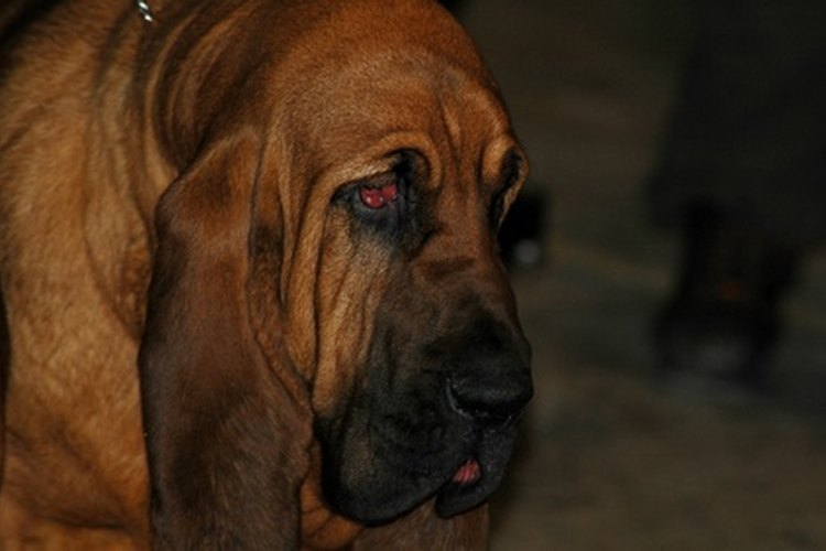 El babeo excesivo de tu perro puede obedecer a múltiples razones.
