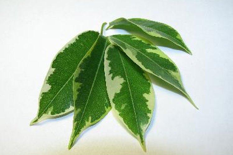 El género ficus cuenta con más de 800 especies de plantas.