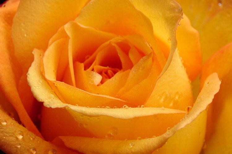 Rosa naranja.