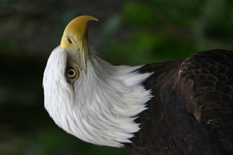 El águila es un ave grande que mide 37 pulgadas (94 cm) de largo.