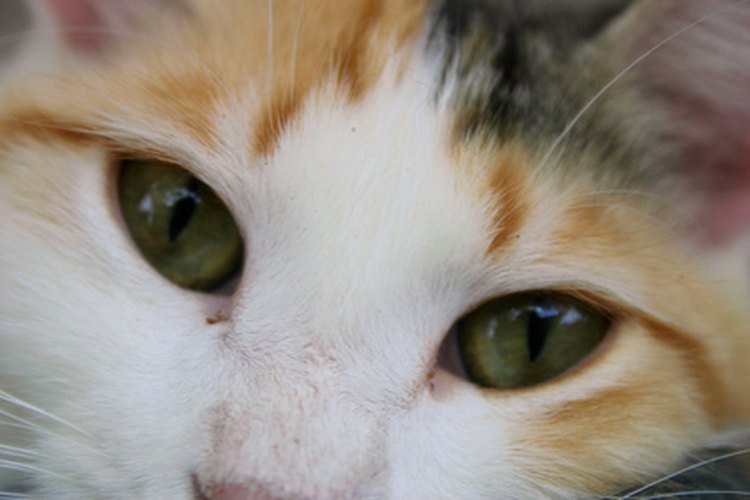 Conocer la personalidad de tu gato calicó es tan fácil como saber su raza.
