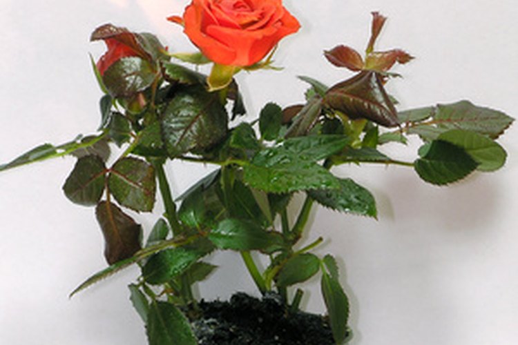 Las rosas en miniaturas crecen bien en macetas para flores en el interior o exterior.