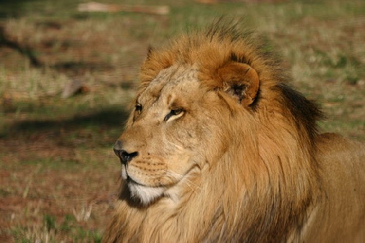 El alto valor de los trofeos de cabeza de león se ha traducido en un descenso en el número de leones africanos.