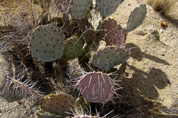 Los cactus crecen en climas áridos.