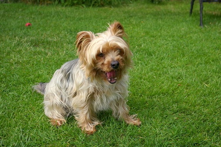Los Yorkshire terriers son una raza toy.