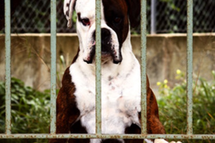Al igual que los bebés humanos, los cachorros nacen con un cierto grado de inmunidad a enfermedad que reciben de sus madres.