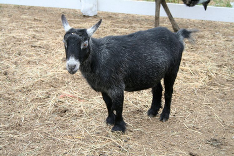 Algunas personas tienen cabras como mascotas.