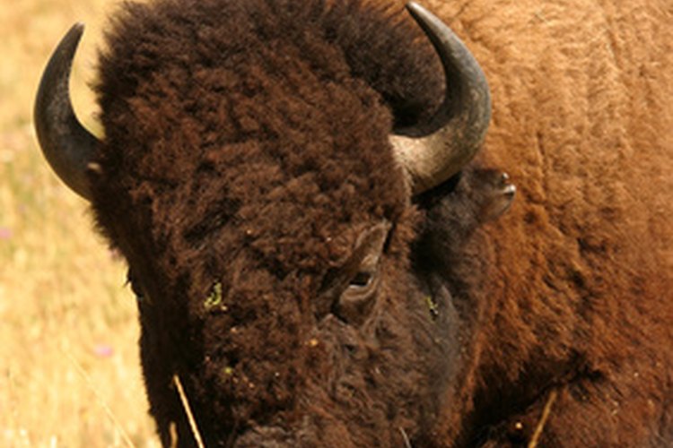 Los bisontes son probablemente los animales más conocidos de las Grandes Llanuras.