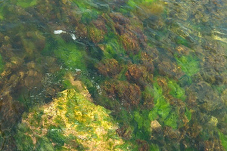 Las algas forman hojas verdes y pueden decolorar el agua.