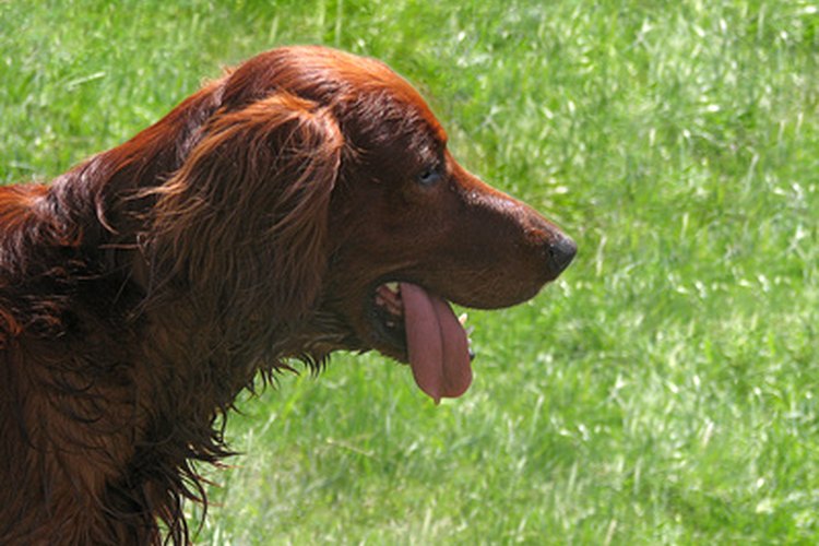 El setter irlandés es la única raza que padece la verdadera enfermedad celíaca.