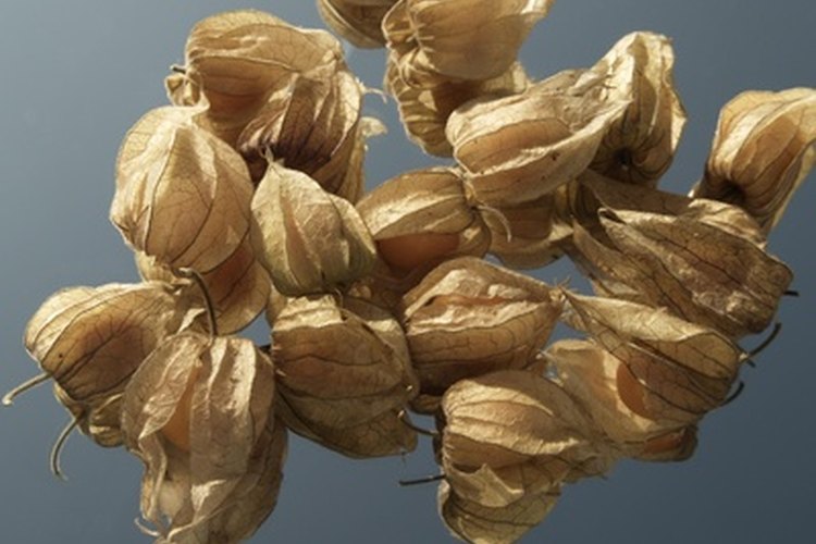 La baya del physalis está rodeada de una cascarilla llamada "calyx".