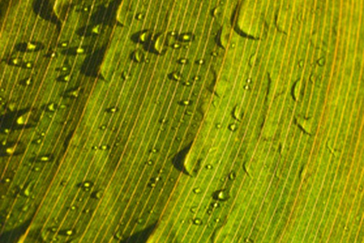 Color amarillo en una hoja de vid.
