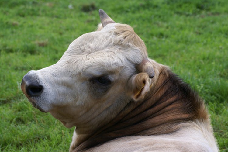 Ojo de una vaca.