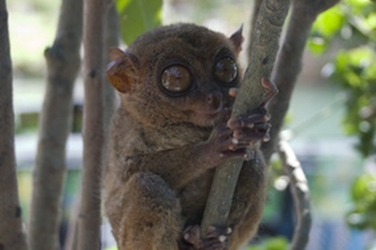 Un mono tarsier diminuto.