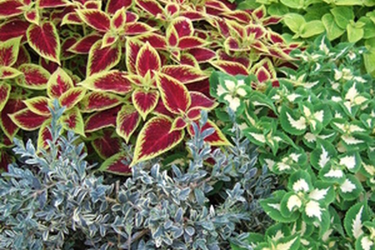 Coleus forskohlii es una variedad de las plantas coleus.