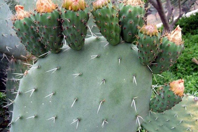 Los murciélagos ayudan a la supervivencia de las plantas frutales mediante la difusión de sus semillas.