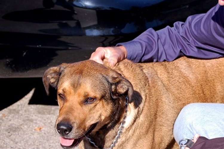Si tu perro tira de la correa cuando lo paseas, ¡hazle un arnés!