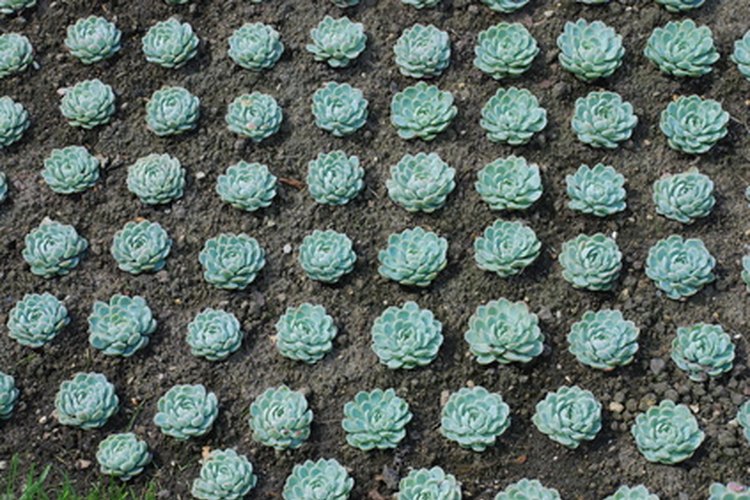 En tierra fértil las plantas crecen muy altas.