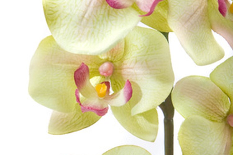 En realidad, las orquídeas no se cultivan a partir de bulbos.