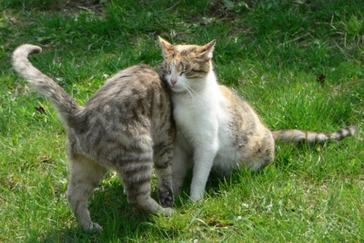 Los gatos pueden formar relaciones muy cercanas.