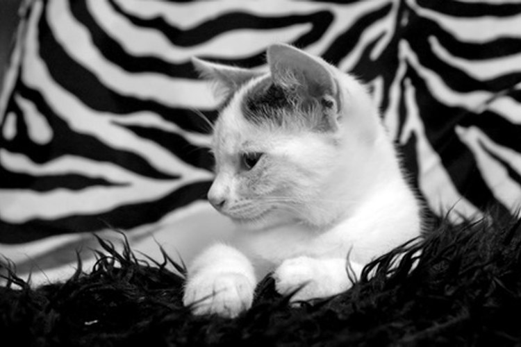 Fotografías de animales en blanco y negro hacen lindas invitaciones.