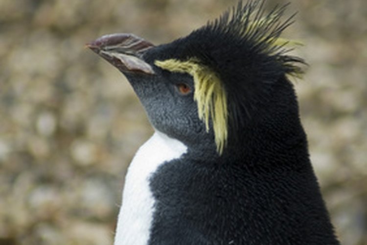 Los pingüinos viven en zonas de bajas temperaturas.