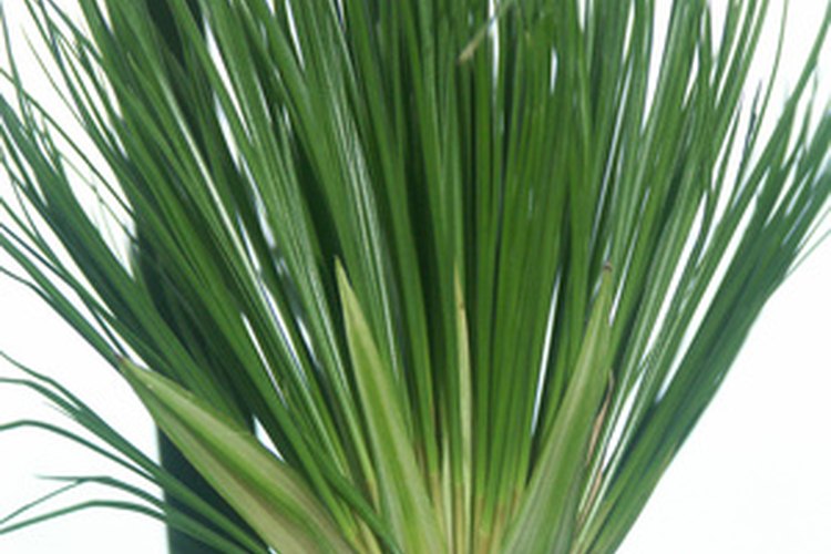 Los egipcios se reunían en los tallos de las plantas para hacer papel de papiro.