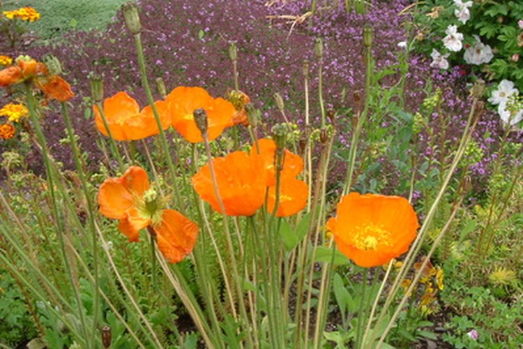Las flores silvestres son una manera brillante y fácil de transformar un patio.