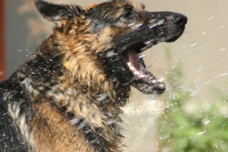 Bañar a un perro demasiado pronto después de la medicación puede lavarla.
