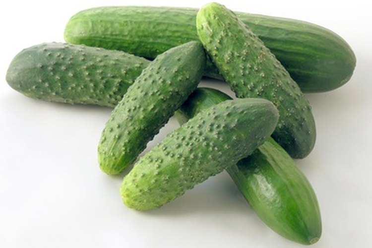 Cultiva pepinos.