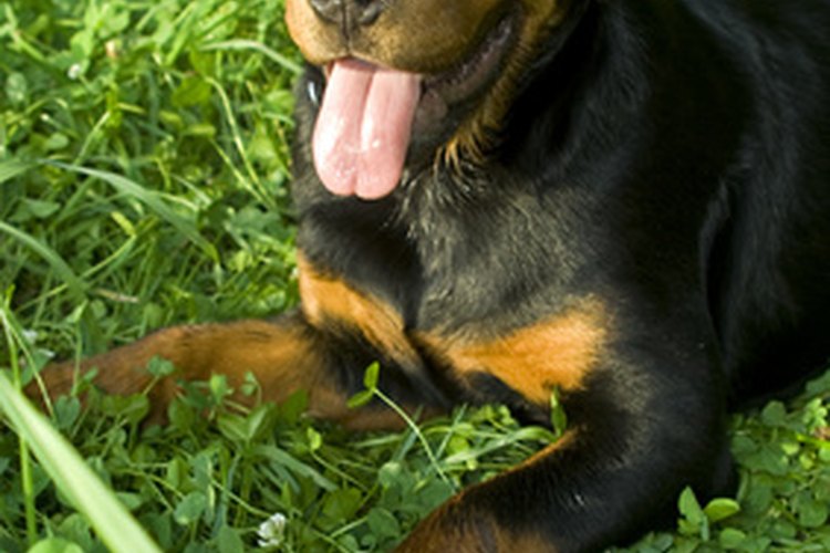 Los rottweilers son suceptibles a varias enfermedades.