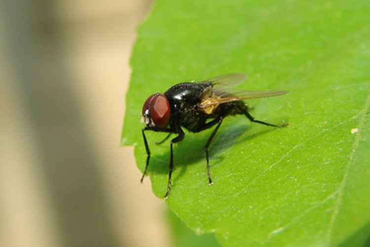 La mosca doméstica común puede ser una molestia en el hogar.