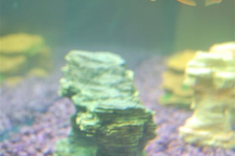 Para asegurar la supervivencia, los peces han desarrollado una gran cantidad de técnicas para conseguir alimento.