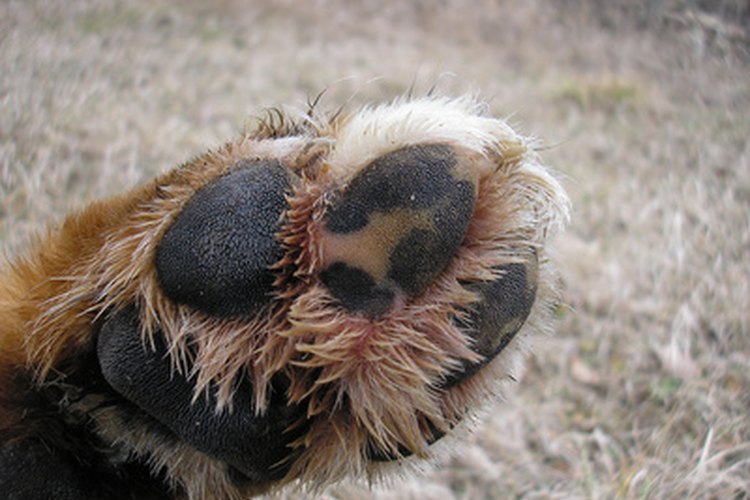 Las infecciones por hongos pueden hacer que las patas del perro se vuelvan rojas.