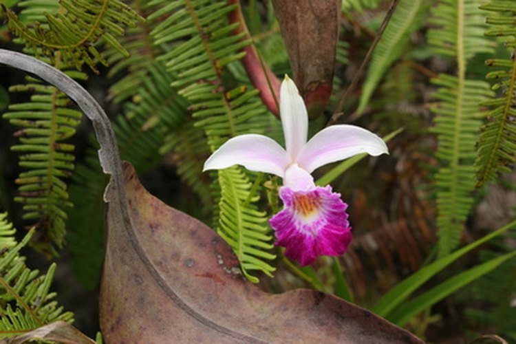 Los esfuerzos para preservar los hábitats naturales de las orquídeas están en marcha en Costa Rica.