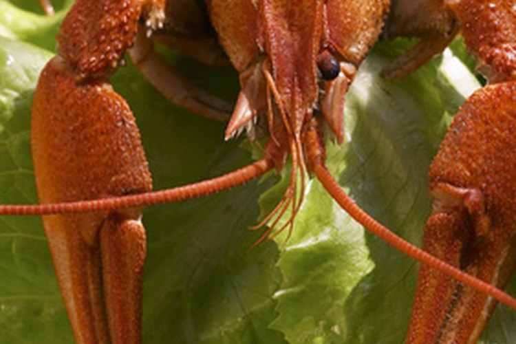 Cangrejo cocido.