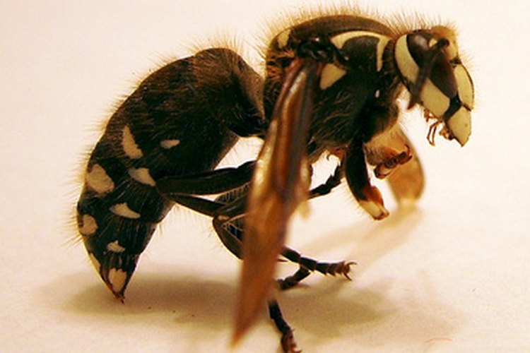 El aguijón de la abeja melífera es una adaptación de protección.
