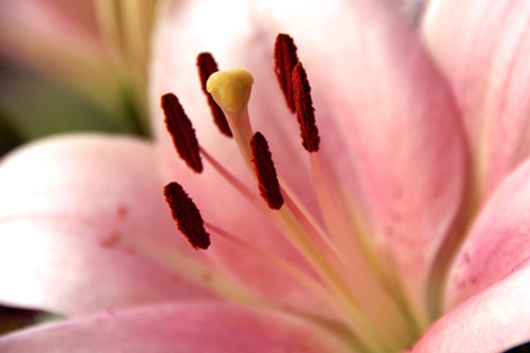 La mayoría de las plantas se reproducen en forma de flores.