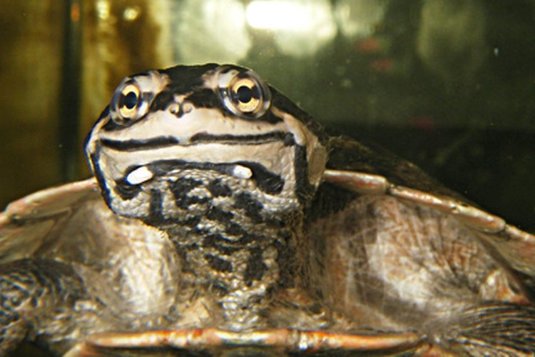 A las tortugas les gusta comer pescado, ranas, salamandras, tritones y caracoles, por lo que es difícil encontrar un animal de compañía adecuado.