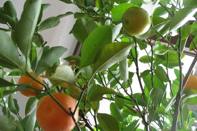 Los naranjos de acolchado precisan menos agua.