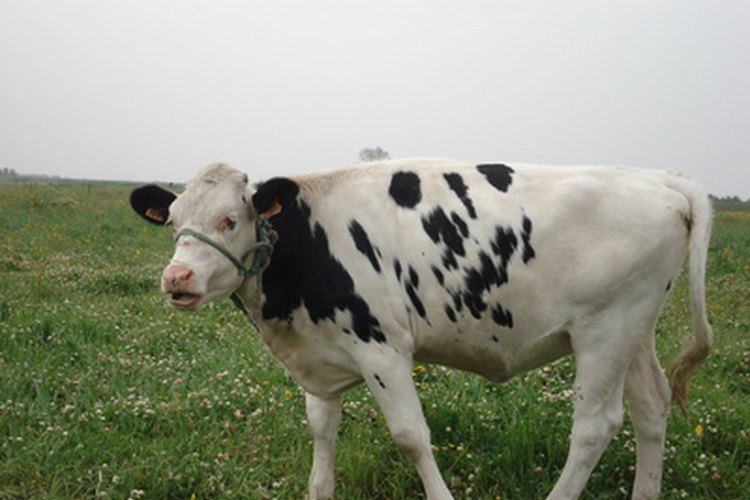 Los imanes para vaca evitan que las vacas digieran objetos metálicos que pueden generar reticuloperitonitis traumática bovina.
