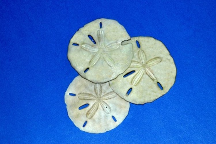 Las galletas de mar se entierran en la arena