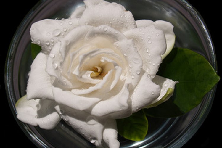 Una gardenia flotando en el agua.