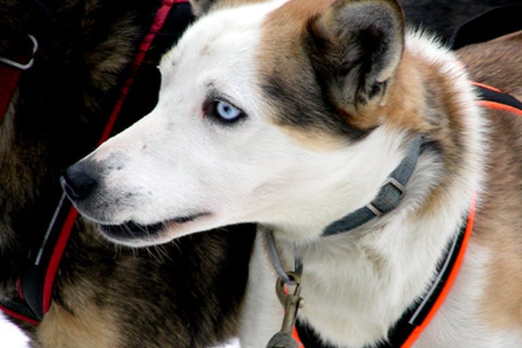 Los Huskies tienen a menudo un ojo azul y uno marrón.