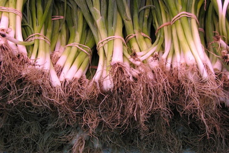 Las cebollas de verdeo pertenecen a la familia Allium, un grupo de alimentos conocido por sus propiedades anti cancerígenas.