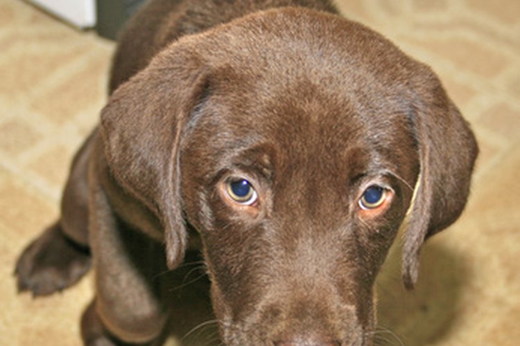 El pamoato de pirantel es usado para tratar las infecciones en perros causadas por anquilostomas y los ascárides.