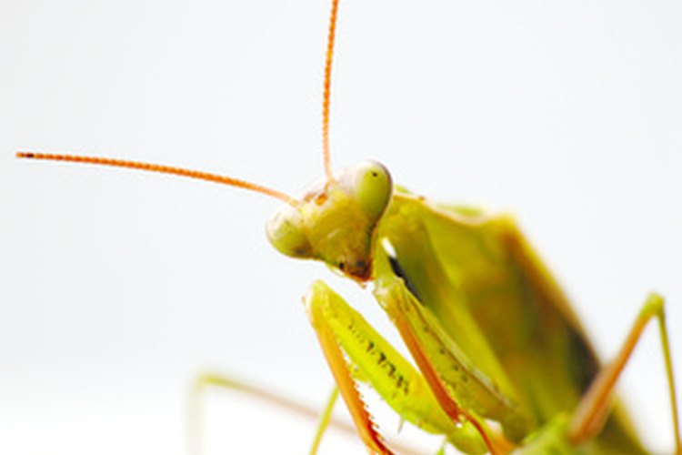 La mantis religiosa es un depredador muy eficiente y letal.